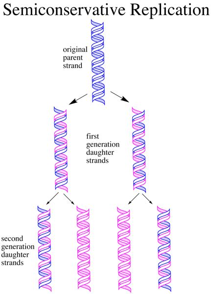 why is dna replication semiconservative